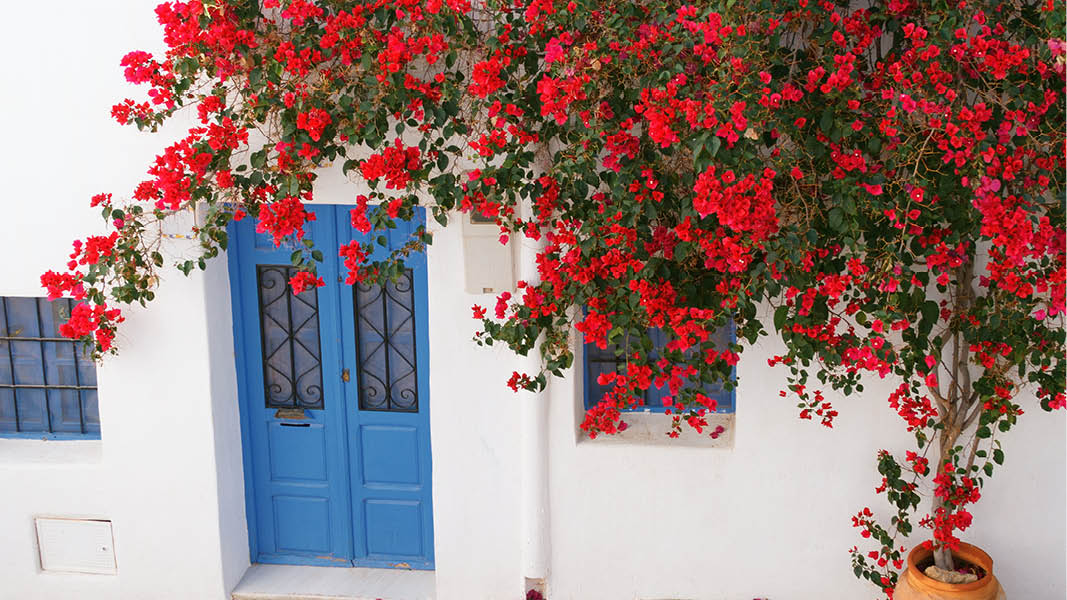 vitmålade hus med blå dörr och blommor kännetecknar frigliana i andalusien